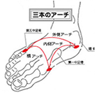 足のアーチ構造